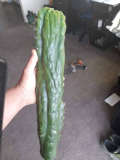 f332727409471de9.jpg Hulk Turd - Trichocereus San Pedro cactus clone photo 5