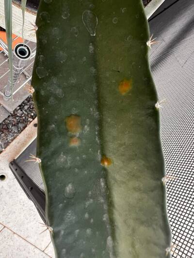 1c2fc7124b7481c2.jpg Nigrospora - cactus pest and disease reference photo 1