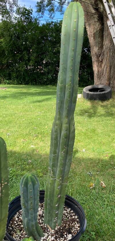d9c26a3dc4cf0dec.jpg PC - Trichocereus San Pedro cactus clone photo 1