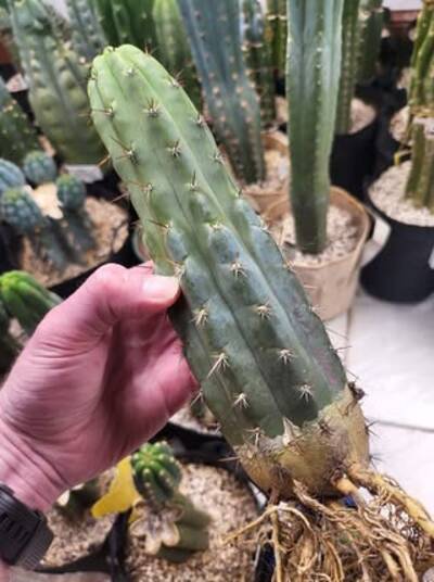 42b09fd213dc7e3f.jpg Wai Uhane - Trichocereus San Pedro cactus clone photo 1