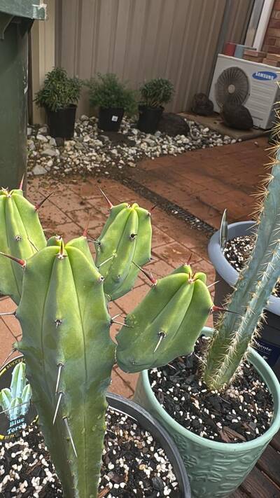 7318775fdc5f3e5e.jpg Sunburn (Solar/Heat Damage) - cactus pest and disease reference photo 7