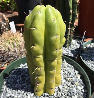474ed281cb09a5ed.jpg Mama Llama - Trichocereus San Pedro cactus clone photo 3