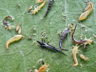 Thrips - cactus pest and disease reference photo 2