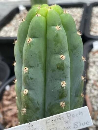 08d94fbb2284532c.jpg Fields Pach - Trichocereus San Pedro cactus clone photo 1