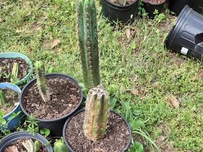 65b568f39785a203.jpg Bacterial Infection - cactus pest and disease reference photo 3