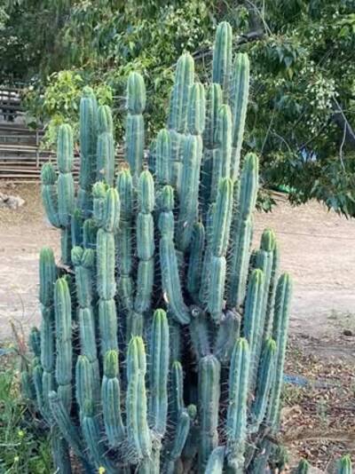 1394e10e7038b45a.jpg Yard bridge - Trichocereus San Pedro cactus clone photo 1