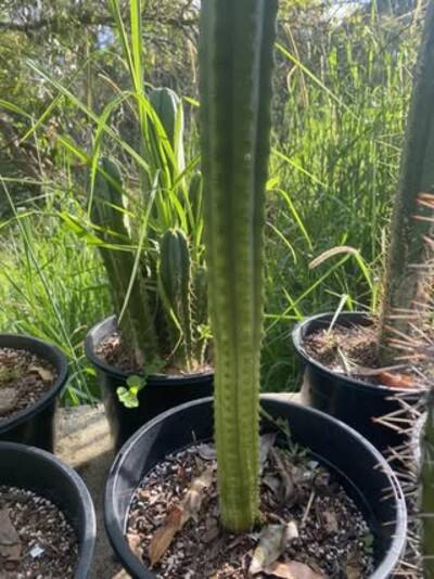192d8d6d39dd70ac.jpg nutrient deficiency - cactus pest and disease reference photo 2