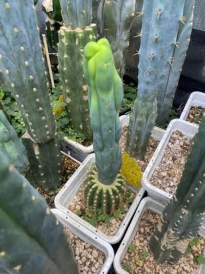 646557a89d98e7ff.jpg Walt's Melty Bridgesii - Trichocereus San Pedro cactus clone photo 2