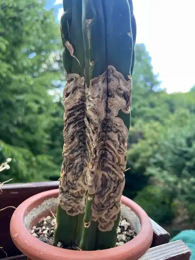 Alternaria - cactus pest and disease reference photo 1