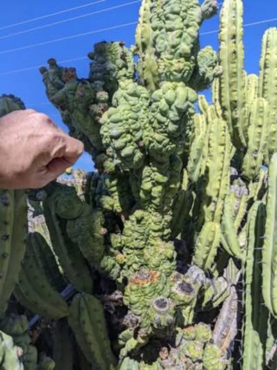 c55b434b8c2b86a5.jpg Glorp - Trichocereus San Pedro cactus clone photo 4