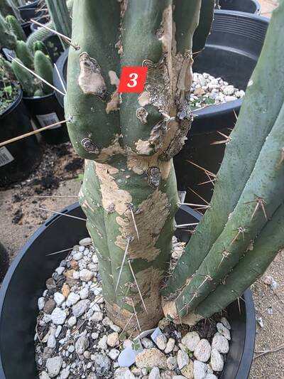 534e21da1ce81b29.jpg Rust Fungus (Anthracnose, Colletotrichum gloeosporioides) - cactus pest and disease reference photo 3