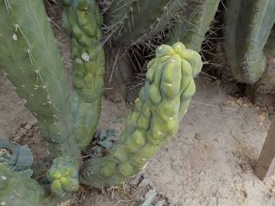 648f17ba7c539b2e.jpg Eileen - Trichocereus San Pedro cactus clone photo 5