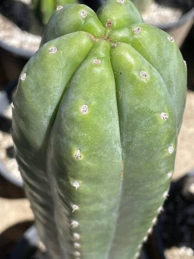 64bbbb8bdf844963.jpg Old Roots - Trichocereus San Pedro cactus clone photo 2