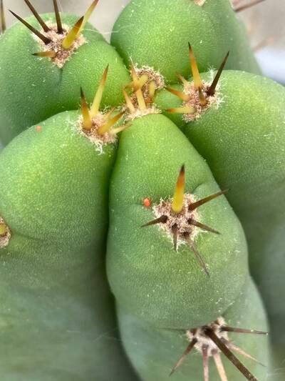 f3948c3a9af9e410.jpg Clover Mites - cactus pest and disease reference photo 3