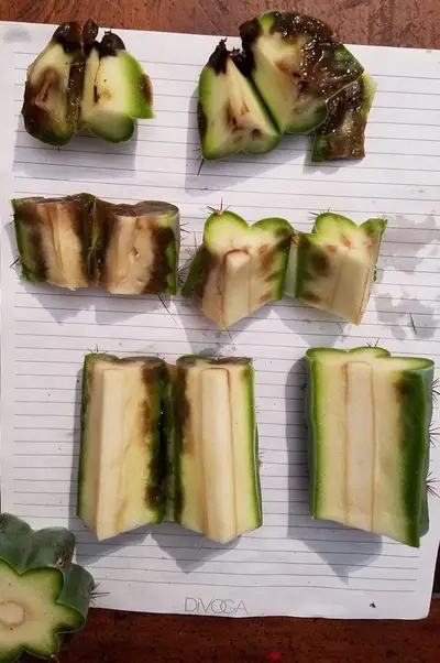 Bipolaris - cactus pest and disease reference photo 2