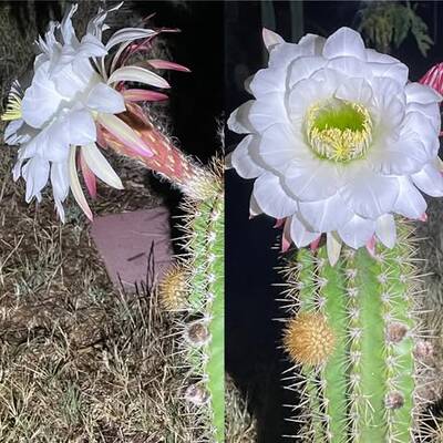 b191f59f8ea470a0.jpg Sun Goddess - Trichocereus San Pedro cactus clone photo 1