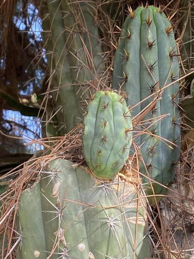 79187e1dcf043181.jpg Lindsay - Trichocereus San Pedro cactus clone photo 7