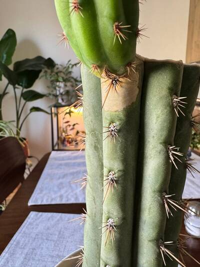 ba69304ce6931cbc.jpg Phomopsis - cactus pest and disease reference photo 3