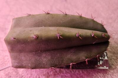 d53b242fcc8ae415.jpg Ross G. - Trichocereus San Pedro cactus clone photo 3