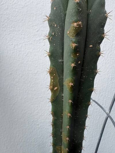 82b751d32265bfdf.jpg Bacterial Infection - cactus pest and disease reference photo 7