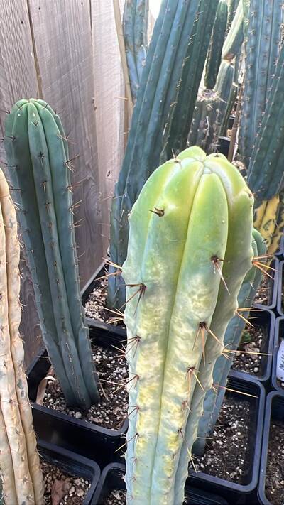 c81f6d501928293e.jpg Sunburn (Solar/Heat Damage) - cactus pest and disease reference photo 15