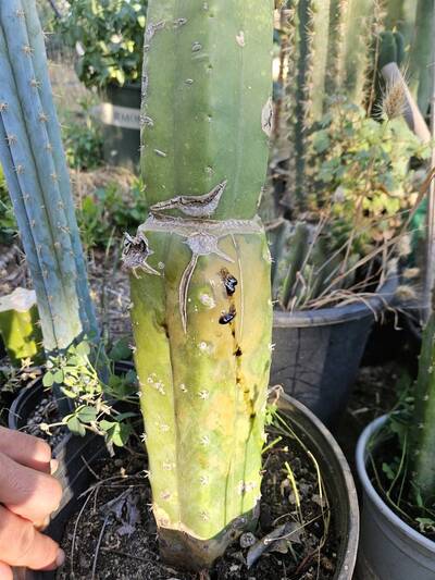 f3705d22ad097ab9.jpg Root Rot - cactus pest and disease reference photo 1