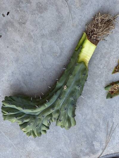 d69b10f03f286f7e.jpg rot - cactus pest and disease reference photo 5