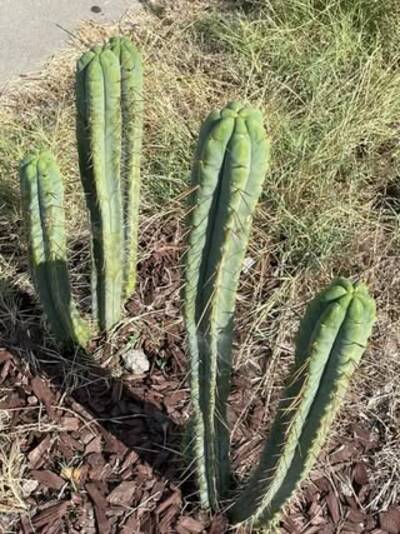 9be7fc8b8f07d653.jpg California Blue - Trichocereus San Pedro cactus clone photo 8