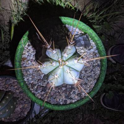 1299af5bc836dfe2.jpg Matucana × macrogonus - Trichocereus San Pedro cactus clone photo 2