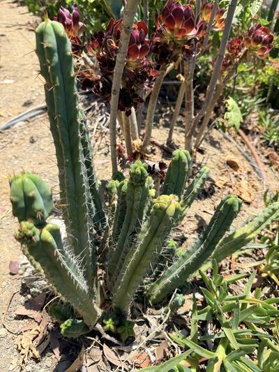 Mini-Me - Trichocereus San Pedro cactus clone photo 1