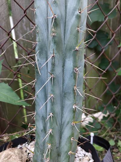 Lumberjack - Trichocereus San Pedro cactus clone photo 2