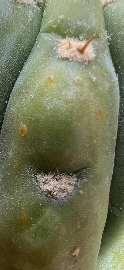 f39c0aa685009faf.jpg Rust Fungus (Anthracnose, Colletotrichum gloeosporioides) - cactus pest and disease reference photo 10