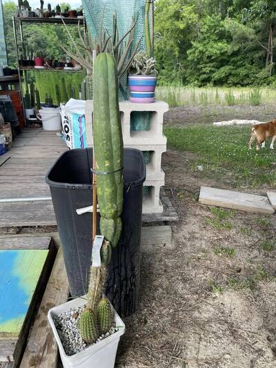 4cd6c449bd431366.jpg Skip - Trichocereus San Pedro cactus clone photo 3