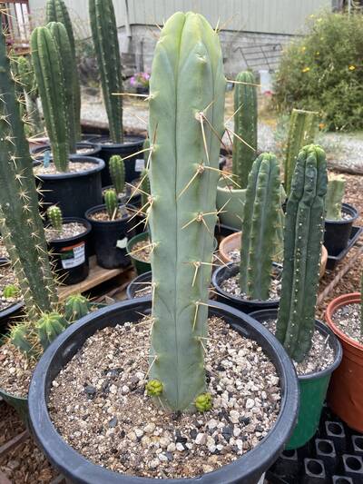 Kai - Trichocereus San Pedro cactus clone photo 3