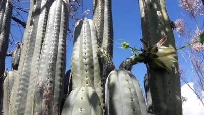 0773b9c1fa8edd3d.jpg Chemical Shamans Dick (CSD) - Trichocereus San Pedro cactus clone photo 21