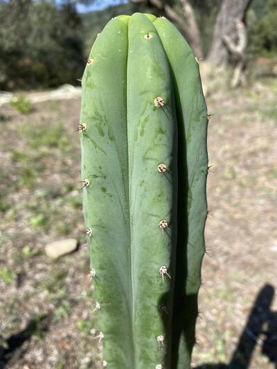 6d9f4df88c7b1839.jpg MM - Trichocereus San Pedro cactus clone photo 4