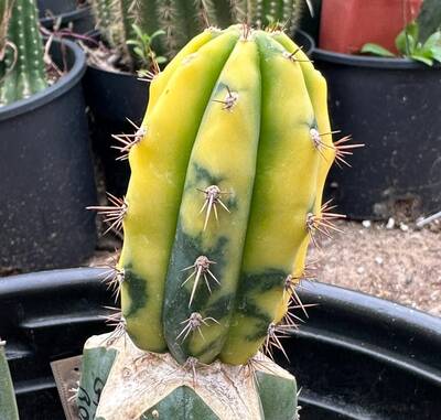 418b43a8072894dd.jpg Rome - Trichocereus San Pedro cactus clone photo 1