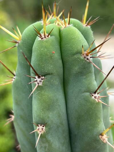 41a006bda49c6e3c.jpg Clover Mites - cactus pest and disease reference photo 2