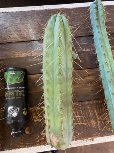 89fd6b9f7dbcb90e.jpg TA01 - Trichocereus San Pedro cactus clone photo 2