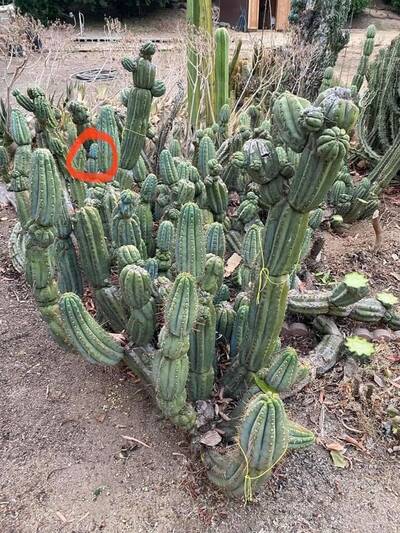20b883151ca6c862.jpg Seymour - Trichocereus San Pedro cactus clone photo 1
