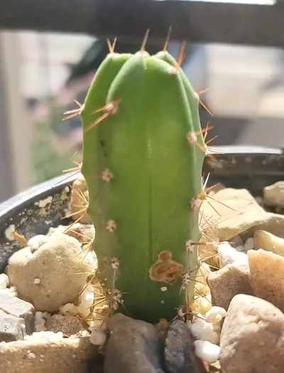 Alternaria - cactus pest and disease reference photo 3