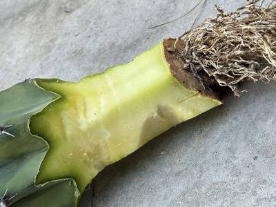 5e3d4250f917af3f.jpg rot - cactus pest and disease reference photo 3