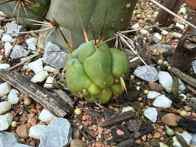 6726385f3d78881e.jpg Calcium Deficiency - cactus pest and disease reference photo 2