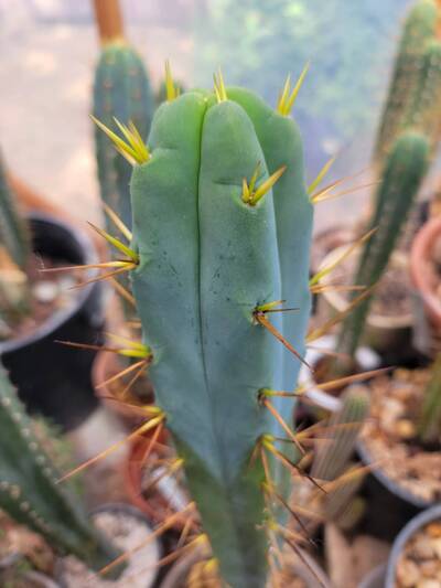 48c581ba055bf432.jpg TCP Bridge - Trichocereus San Pedro cactus clone photo 1