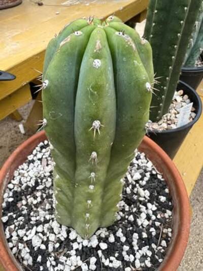 77c1100f7c71200d.jpg Chemical Shamans Dick (CSD) - Trichocereus San Pedro cactus clone photo 23