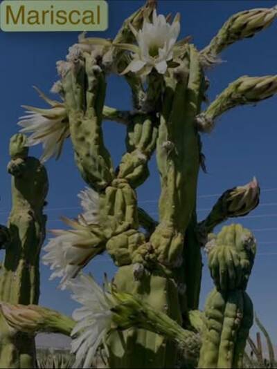 e11b4f7f8697511d.jpg PC - Trichocereus San Pedro cactus clone photo 7