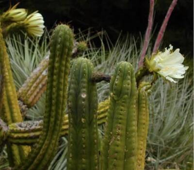 4abe9150597c0569.jpg Colossus - Trichocereus San Pedro cactus clone photo 2