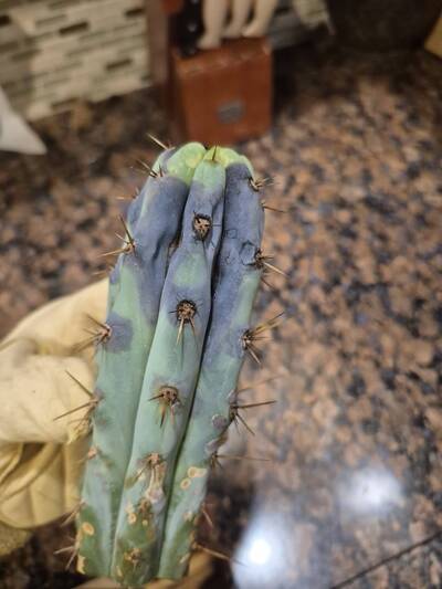 f30cfd9878e79bc4.jpg Weeping Black Rot - cactus pest and disease reference photo 4