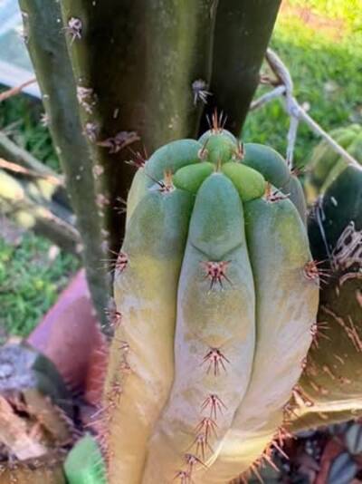 c776779c3cf07d59.jpg Sunburn (Solar/Heat Damage) - cactus pest and disease reference photo 4