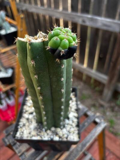 7b6c2b2b1d2701ce.jpg Sunburn (Solar/Heat Damage) - cactus pest and disease reference photo 11